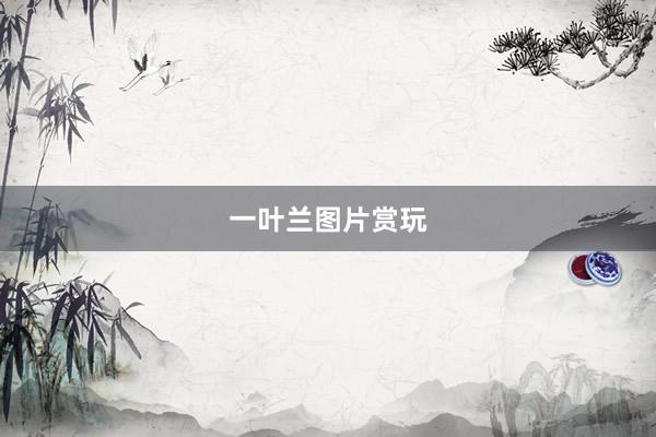 一叶兰图片赏玩